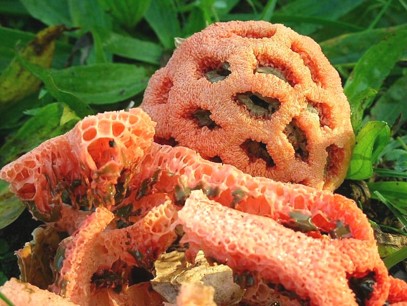 Clathrus ruber? (Bracciano - RM) 24.10.06